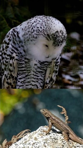 Did you know owls can fly upside down? (60 chars)