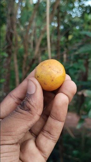MINI Orange 🍊 plant at home