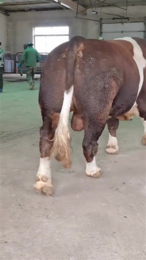 Simmental Bull: Strength and Beauty in Nature