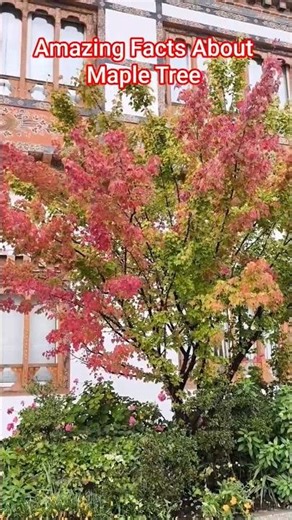Amazing Facts About Maple Tree#shorts
