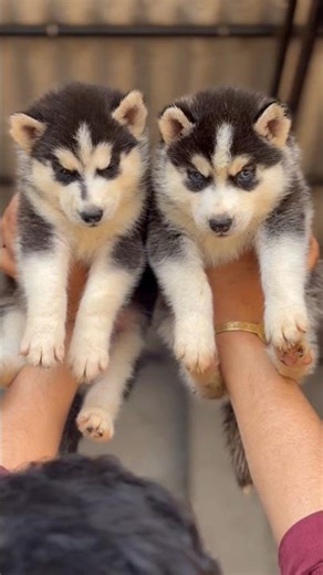 Top Quality Husky Blue Eyes puppy | Siberian Husky Blue Eyes #husky #puppy #shorts