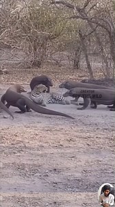 1.5M views · 8.1K reactions | Sick Leopard Surrounded by Komodo Dragons | Wild Animals is Action in the Jungle Life. #leopard #Animals #junglelife #jungle #komododragon #wildlife #animalsrescue | Spy the Wild | Facebook