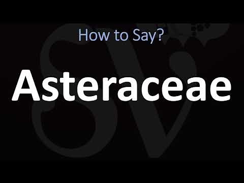 How to Pronounce Asteraceae? (CORRECTLY)