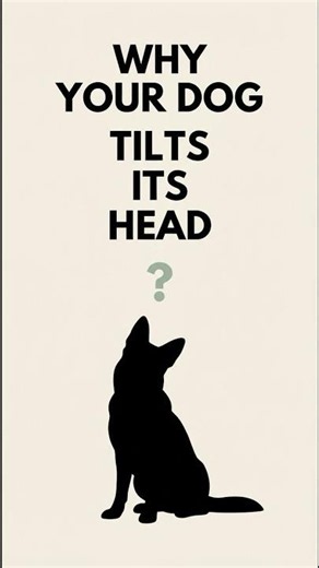 Your Dog Tilts Their Head For THIS Reason — Science Proves It #dogtraining
