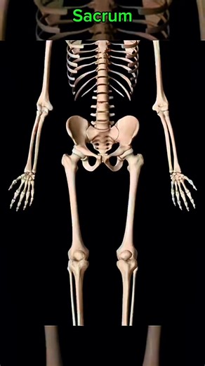 Sacrum bone 🦴 #bonehealth #anatomy | Dr. Ishtiaque Arafat