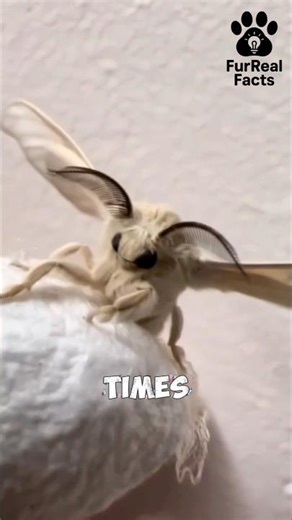 This bug looks like a alien ☠👽#animals #facts #shorts