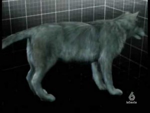 DUELO ANIMAL LOBO GRIS VS PUMA 5/5 FINAL