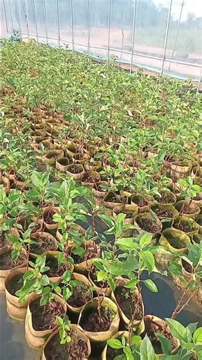 dingo (@dingo7100)’s videos with original sound - dingo