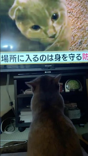 テレビで猫を見る猫 #猫動画 #猫のいる暮らし