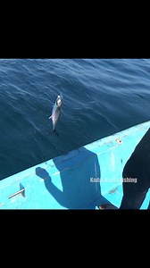 33K views · 398 reactions | King Mackerel Fish catching in Speed Trolling #kingmackerel #kingfish | Kadal Raasa Fishing | Facebook
