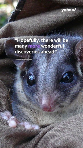 This animal was caught on camera after it was thought to be extinct! | Yahoo News Australia