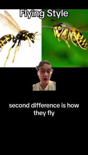 Yellow Jackets vs Paper Wasps