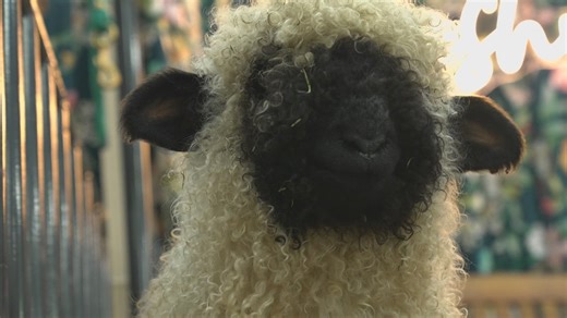 Rare sheep draw crowds to National Western Stock Show