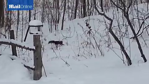 One too many crabapples: Drunk squirrel is going nowhere fast!