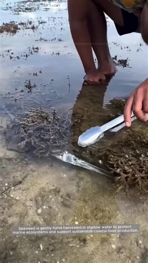 Exploring the Magic of AI Robots: The Balli Bot