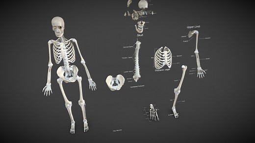 Human Skeleton System and ligaments - Buy Royalty Free 3D model by 3D4SCI