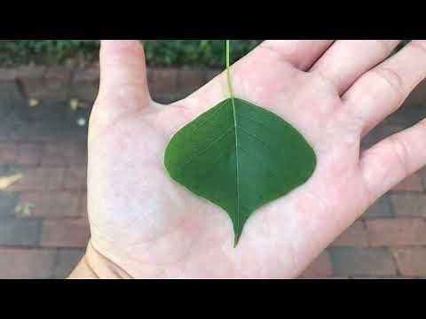 Triadica sebifera (Chinese tallowtree)