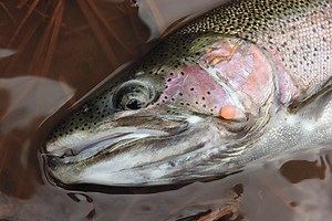Soft Beads for Steelhead - In-Fisherman
