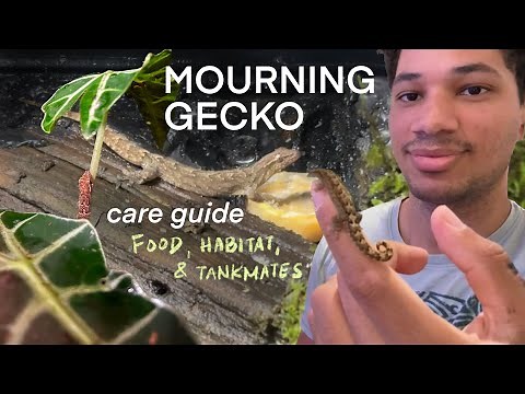 MOURNING GECKOS Care Guide: EVERYTHING YOU NEED TO KNOW 🦎