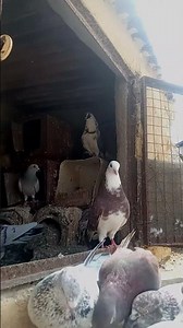 "LOFT VIEW👀" of RK PIGEONS LOFT🕊🕊|#Rkpigeonsloft|#kabutar|#pigeon|#pigeonlover#viralshorts#trending|