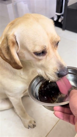 Do Dogs Burp After Drinking Cola? A Labrador's Surprise Reaction