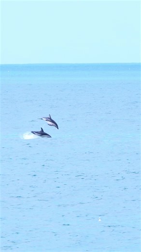 From Torbay to New Zealand… dolphins always seem to find me 💙 We hadn’t even turned the engine off when my husband said, “Dolphins.” 🐬 Be honest — would you have believed him? 👇 On the side of the road in Kaikōura, we watched a pod of wild Dusky dolphin for over 30 minutes. First time ever seeing duskies… and they put on a proper show for us. We went back today to the exact same spot — and they weren’t there. I think we got really, really lucky ✨ #kaikoura #newzealand #duskydolphin #dolphins 