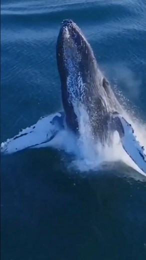 Blue Whale Facts That Will Blow Your Mind! 🐋🔥