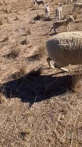 11K views · 38 reactions | This is where we’d put a clever sheep pun, but we can’t think of anything ewe-nique enough  | Crop Smart | Facebook