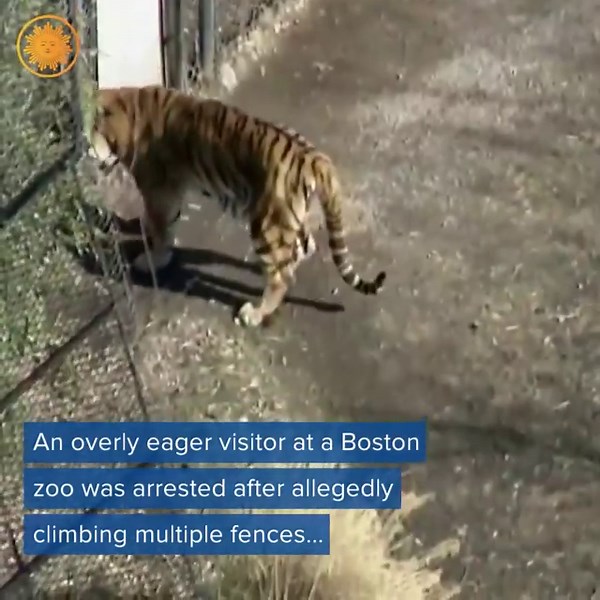 73K views · 296 reactions | OVERLY EAGER ZOO VISITOR: A 24-year-old man was arrested for allegedly climbing a fence into a tiger enclosure at a Boston zoo. | CBS Mornings | Facebook