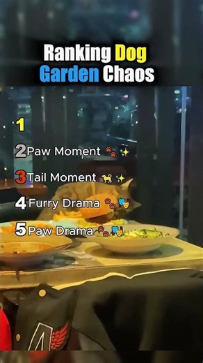 Ranking Dog Garden Chaos 🌿🐶 Funny Yard Dogs || #dogshorts #funnydogs @PawPals3