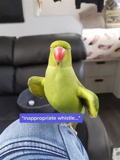 13 reactions | #indianringneckparrot #parrotsoftiktok #talkingparrot #wolfwhistle | Lifewithbird93 | Facebook