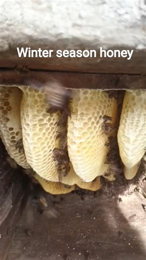 winter season honey of bee hive