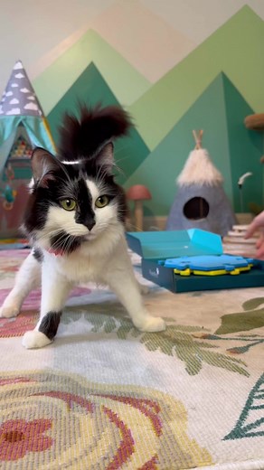 8.6K views · 365 reactions | This is what Day 1 looked like for our FluentPet talking buttons! Lots and lots of practice, trying to get Phoebe to associate the “play” button with playtime! ☺️ | Phoebe the CH Kitty | Facebook