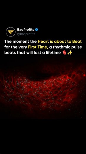 Wealth | Business | Finance on Instagram: "Before a heart ever beats, life organizes itself in silence. Scientists captured the exact moment cardiac cells sync into an electrical rhythm - seconds before the first heartbeat begins. There's no heart yet. Just thousands of cells communicating, aligning, and creating a pulse that will last a lifetime. Using fluorescent proteins and ultra-high-resolution microscopy, researchers watched electrical waves spread like a chain reaction, turning scattered 