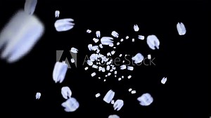 Flying many white teeth on black background. Dental care concept. 3D animation of tooth rotating. Loop animation.