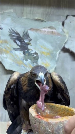 Feeding my golden eagle 🦅 The power and beauty of Kazakh falconry tradition #shorts#shortsfeed
