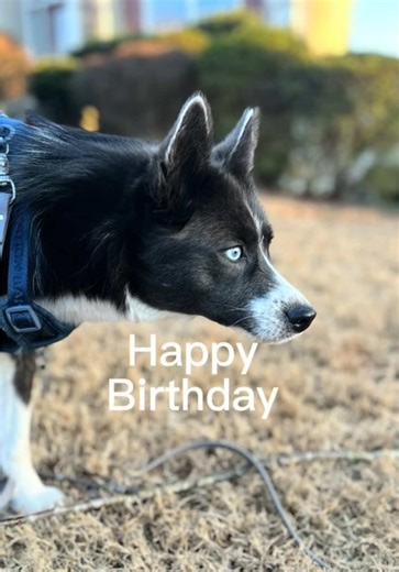 🎉🎂 THREE YEARS OF TUX 🎂🎉 Today we’re celebrating Tux turning 3 — three years of blue-eyed sass, big Pomsky energy, and a whole lot of heart. From puppy zoomies to growing into the confident, smart, and endlessly entertaining dog he is today, life has been brighter, louder, and so much better with him by my side. He’s taught me patience, presence, and how to find joy in the smallest moments (and the biggest treat hauls 😅). Here’s to more adventures, more training wins, more cuddles, and more