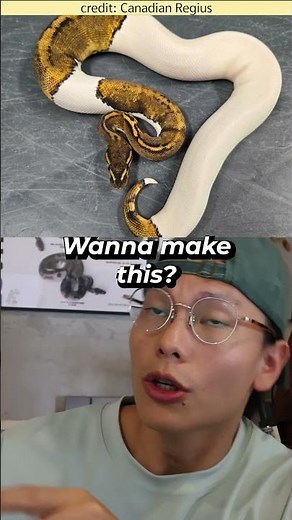 Wanna Make this crazy ball python? #snake #ballpython #reptiles #animals