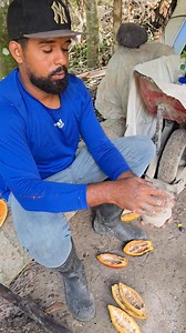 Así se Siembra el cacao en el campo | El Reportero Del Campo