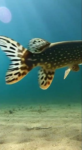 Pike vs Fisherman: Underwater Strike and Epic Resistance.