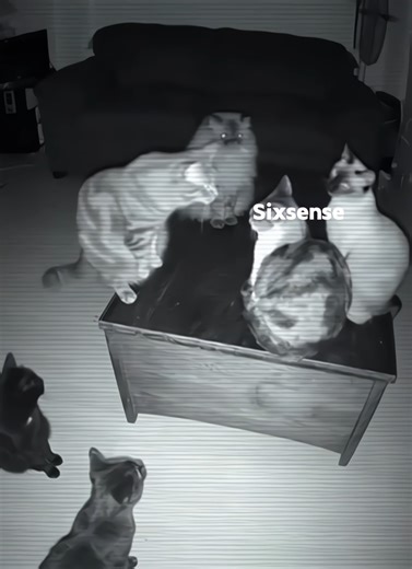 Script by @sixsense.id 🔥 #berandatiktok #violancedistricroblox #violancedistrict #roblox #sixsense