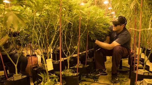 Delaware awards 15 retail licenses for marijuana dispensaries