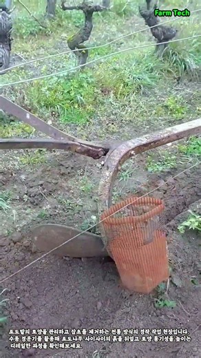포도밭 토양 관리 작업 현장 #worker #process #vineyard #plowing #farming