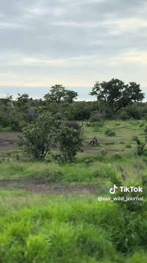 When the giants speak, even kings listen. 🐘 This elephant wasn’t playing — head shake, trumpet, and a clear warning to the lions to keep their distance. #krugernationalpark #wildlife #safari #travel #photography