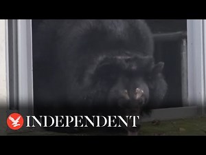 Bear who spent life in 'inhumane and unhygienic' cage enjoys outdoors for first time