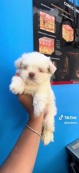 Veterinary Medicine Insights from a Veterinarian