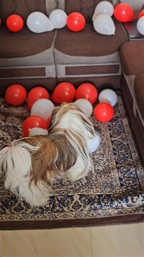 Dora Play with Balloons🎈🎈😍