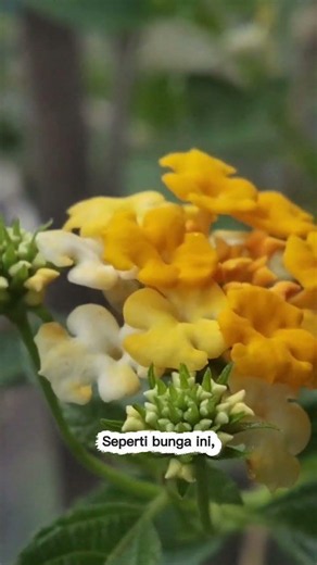 Bunga Tahi Ayam : Mekar dalam Diam #shorts #naturecloseup #newpesonaalam #bunga