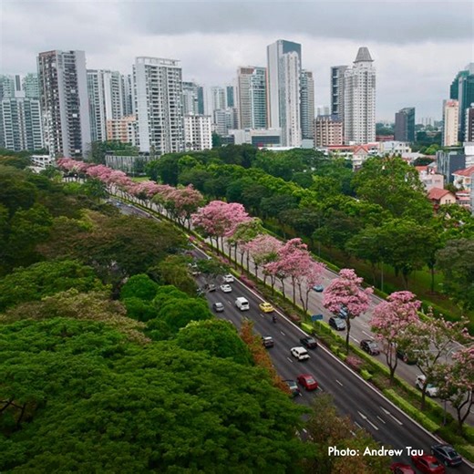 2K views · 220 reactions | [Singapore’s Sakura Trees] Trumpet Trees...