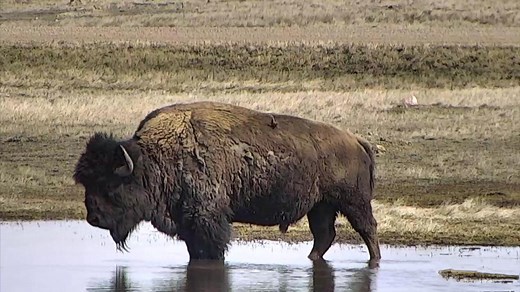 Bison Cam - Watering Hole at Grasslands National Park | Explore.org